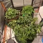 All Star Auto grow