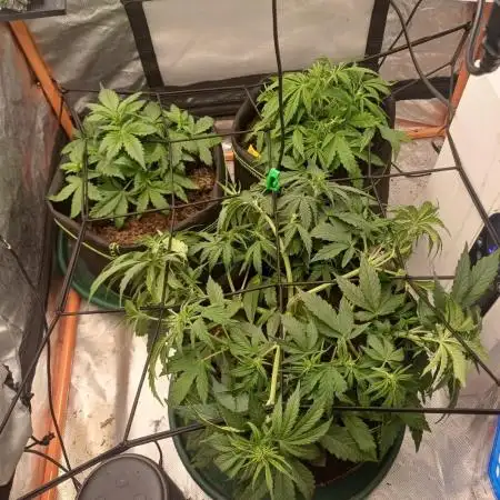 All Star Auto grow
