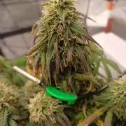 Divine Seeds Auto Pablo Escobar