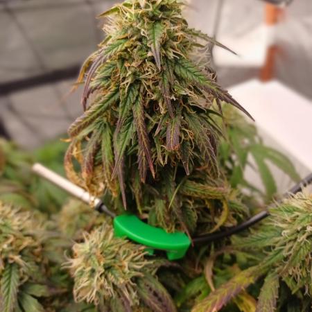 Divine Seeds Auto Pablo Escobar