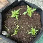 Outdoor bagseed grow