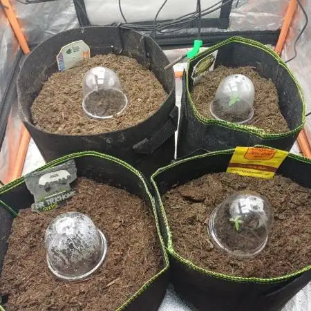 All Star Auto grow