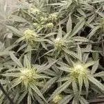 Grow # 4: Newbie Auto Run