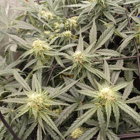 Grow # 4: Newbie Auto Run