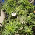 Another micro grow