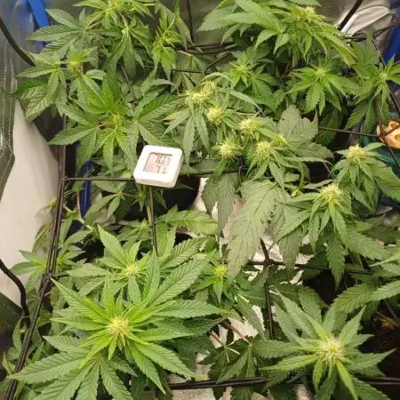 Another micro grow
