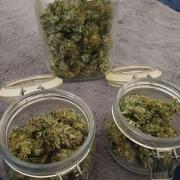Melon Mosh Smart Grow