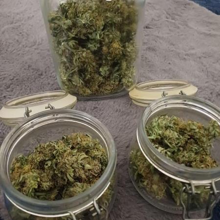 Melon Mosh Smart Grow
