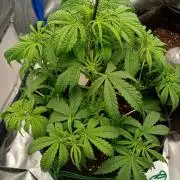 Divine Seeds Black Opium