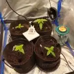 Another micro grow