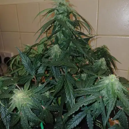 Grow # 4: Newbie Auto Run