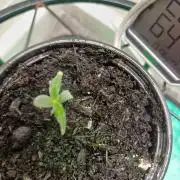 Melon Mosh Again.