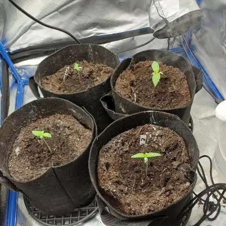 Another micro grow
