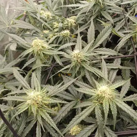 Grow # 4: Newbie Auto Run