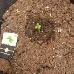 Divine Seeds Auto Pablo Escobar