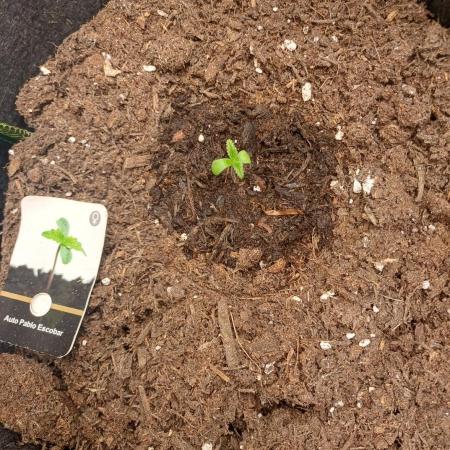 Divine Seeds Auto Pablo Escobar