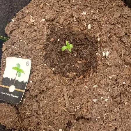 Divine Seeds Auto Pablo Escobar