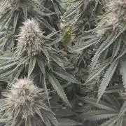 Fast Buds Mix Pack last seed