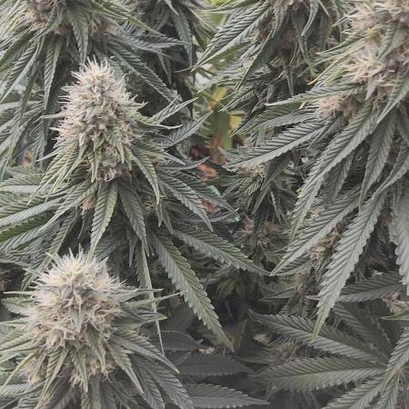 Fast Buds Mix Pack last seed