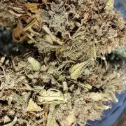 Fast Buds Mix Pack last seed