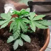 Fast Buds Mix Pack Foto first 2 seeds