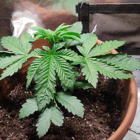 Fast Buds Mix Pack Foto first 2 seeds