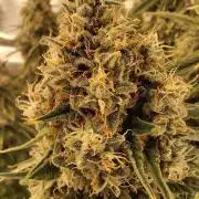Fast Buds Mix Pack last seed
