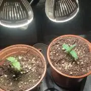 Fast Buds Mix Pack Foto first 2 seeds