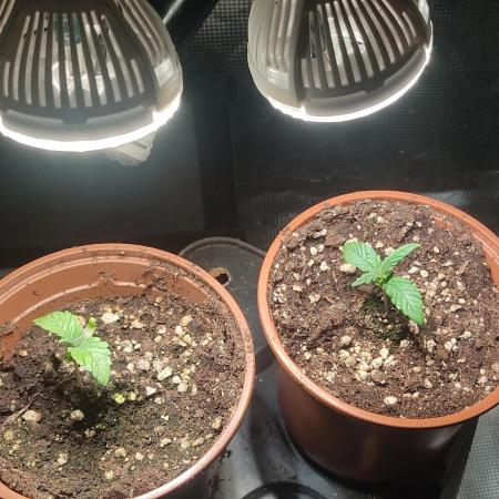 Fast Buds Mix Pack Foto first 2 seeds