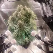 Fast Buds Mix Pack last seed