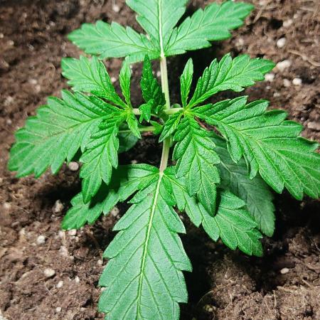 Fast Buds Mix Pack Foto first 2 seeds