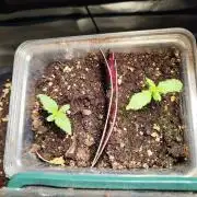 Zamnesia - Club Tropicana Auto