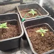 Zamnesia - Club Tropicana Auto
