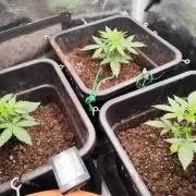 Zamnesia - Club Tropicana Auto