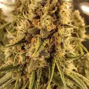 Fast Buds Mix Pack last seed