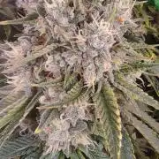 Fast Buds Mix Pack last seed