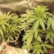 Zamnesia - Club Tropicana Auto