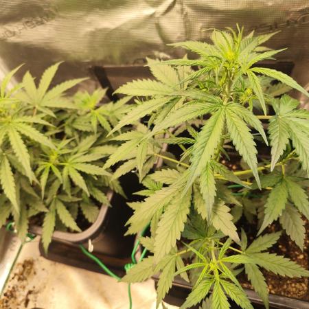 Zamnesia - Club Tropicana Auto