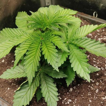 Fast Buds Mix Pack last seed