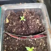 Zamnesia - Club Tropicana Auto