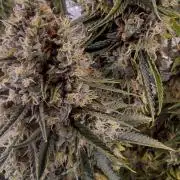 Fast Buds Mix Pack last seed