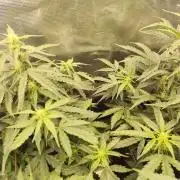 Zamnesia - Club Tropicana Auto