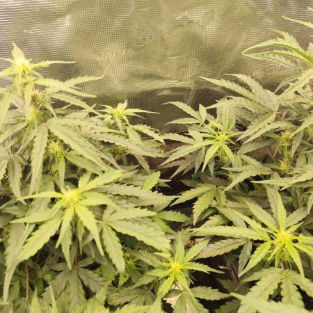 Zamnesia - Club Tropicana Auto