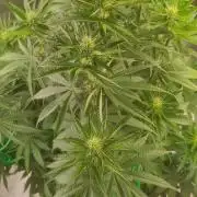 Fast Buds Mix Pack last seed