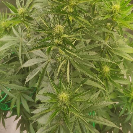 Fast Buds Mix Pack last seed