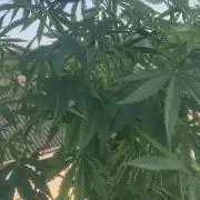 Fast Buds Photo Mix Bagseed