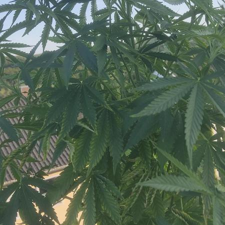 Fast Buds Photo Mix Bagseed