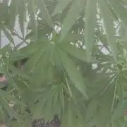 Fast Buds Photo Mix Bagseed