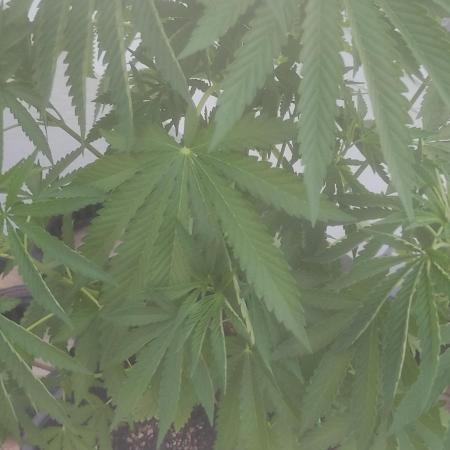 Fast Buds Photo Mix Bagseed