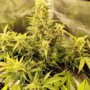 Zamnesia - Club Tropicana Auto